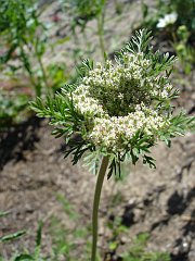 daucus pusillus